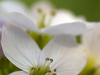 Cardamine des prés