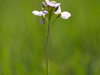 Cardamine des prés
