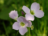 Cardamine