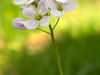 Cardamine des prés