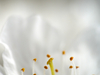 Fleur de cerisier