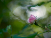 Bouton d'églantine