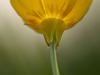 Bouton d'or