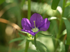 fleur-violet