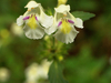 Galeopsis orné