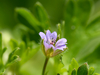 Géranium fluet