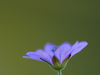 Géranium des pyrénées