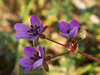 Geranium