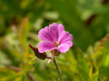 Fleur mauve