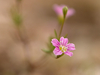 Geranium