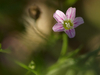 Gypsophile des murailles