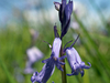 Jacinthe des bois