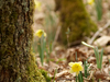 Jonquille dans les bois
