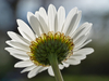 Marguerite commune