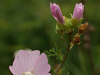 Mauve Musquée