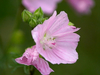 Mauve musquée