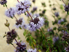 Fleurs de menthe pouliot