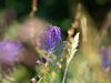 Muscari en toupet
