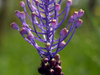 Muscari en toupet