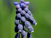 Fleur de muscari