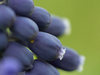 Détails de la fleur de Muscari