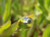 Myosotis des champs