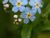 Myosotis des marais
