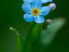 Myosotis des marais