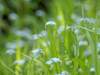 Myosotis des marais