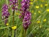 Orchis mâle
