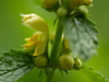 Ortie jaune