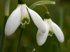 Perce-neige