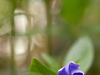 Fleur de petite pervenche