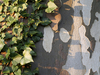 Feuilles de lierre sur tronc de platane