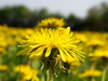 Champ de fleurs de pissenlits