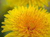 Fleur de pissenlit
