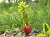 Plante 