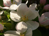 Fleurs de pommier sauvage