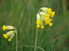 Primevère officinale