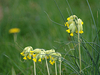 Primevère officinale