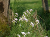 Cardamine 