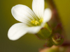 Saxifrage