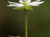 Stellaire aquatique