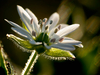 Stellaire aquatique