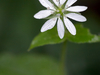 Stellaire des bois