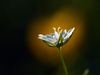 Stellaire graminée