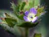 Véronique officinale