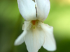 Violette Blanche