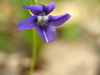 Violette de Rivin