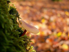 champignon-arbre